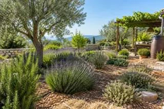 Mediterranean garden with olive trees, aromatic plants, ground covered in mulch, stone walls, and a rainwater barrel under bright sun and clear sky.